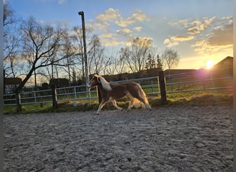 Haflinger, Hongre, 13 Ans, 149 cm, Palomino