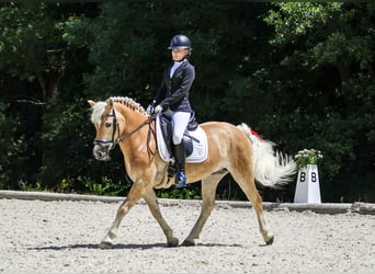 Haflinger, Hongre, 13 Ans, 150 cm, Alezan