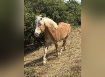 Haflinger, Hongre, 14 Ans, 148 cm, Alezan