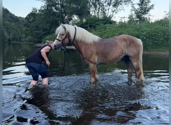 Haflinger, Hongre, 14 Ans, 148 cm, Alezan