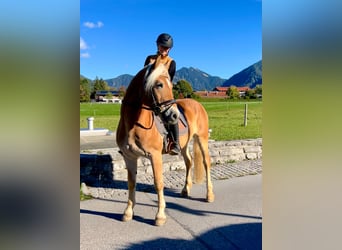Haflinger, Hongre, 14 Ans, 153 cm