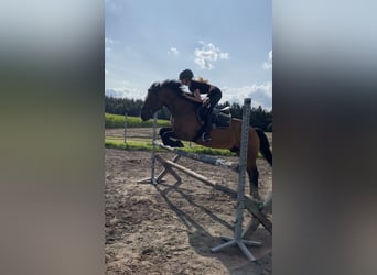 Haflinger Croisé, Hongre, 14 Ans, 155 cm, Bai