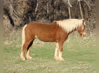 Haflinger, Hongre, 15 Ans, 140 cm, Alezan cuivré