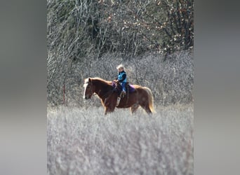 Haflinger, Hongre, 15 Ans, 140 cm, Alezan cuivré