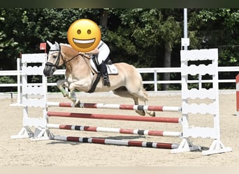 Haflinger, Hongre, 15 Ans, 144 cm