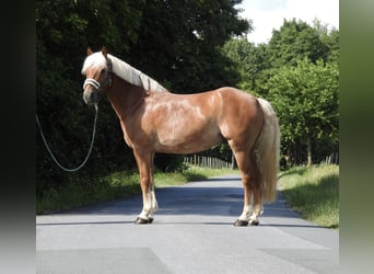 Haflinger, Hongre, 15 Ans, 155 cm, Alezan