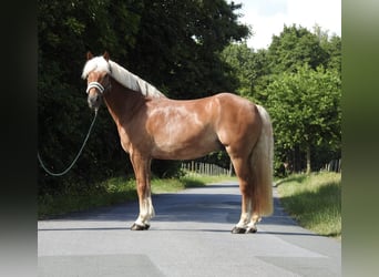Haflinger, Hongre, 15 Ans, 155 cm, Alezan