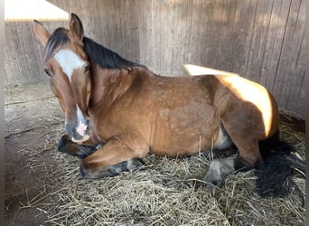 Haflinger Croisé, Hongre, 16 Ans, 148 cm