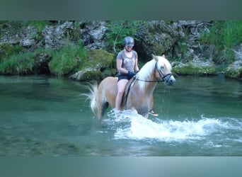 Haflinger Croisé, Hongre, 16 Ans, 156 cm, Alezan