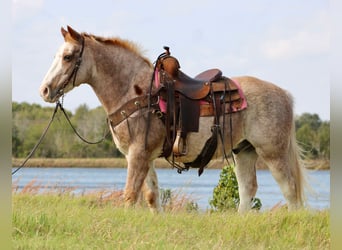 Haflinger, Hongre, 16 Ans, Rouan Rouge