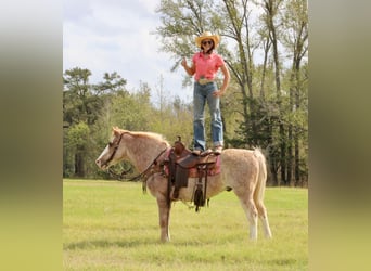 Haflinger, Hongre, 16 Ans, Rouan Rouge