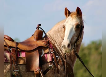 Haflinger, Hongre, 16 Ans, Rouan Rouge