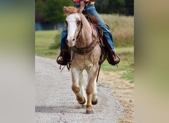 Haflinger, Hongre, 16 Ans, Rouan Rouge