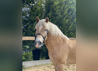 Haflinger, Hongre, 17 Ans, 150 cm, Alezan