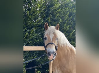 Haflinger, Hongre, 17 Ans, 150 cm, Alezan