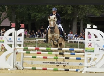 Haflinger, Hongre, 17 Ans