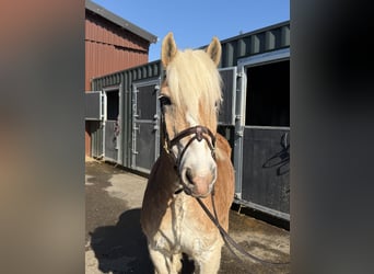 Haflinger, Hongre, 18 Ans, 140 cm, Palomino