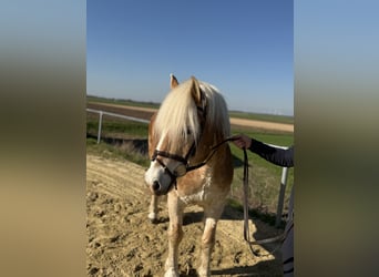 Haflinger, Hongre, 18 Ans, 140 cm, Palomino