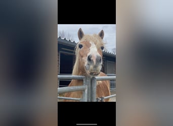Haflinger, Hongre, 18 Ans, 142 cm, Palomino