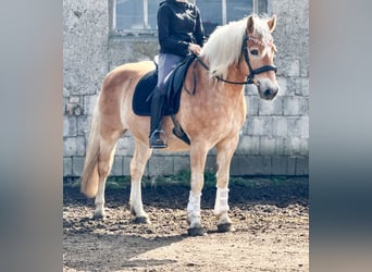 Haflinger, Hongre, 18 Ans, 150 cm, Alezan