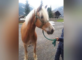 Haflinger, Hongre, 19 Ans, 156 cm, Alezan