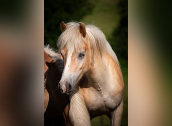 Haflinger, Hongre, 1 Année, 149 cm, Alezan