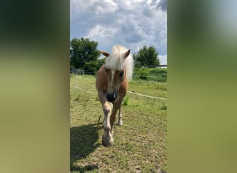 Haflinger, Hongre, 22 Ans, 156 cm, Palomino