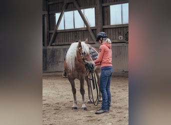 Haflinger, Hongre, 24 Ans, 147 cm, Alezan