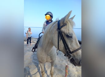 Haflinger Croisé, Hongre, 24 Ans, 150 cm