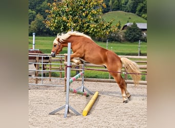 Haflinger, Hongre, 2 Ans, 143 cm, Alezan