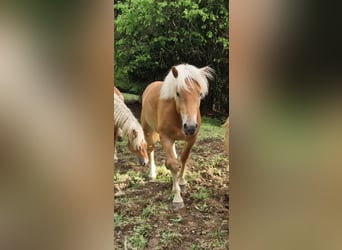 Haflinger, Hongre, 2 Ans, 143 cm, Alezan