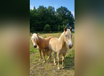 Haflinger, Hongre, 2 Ans, 143 cm, Alezan cuivré