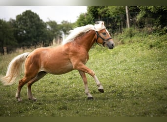 Haflinger, Hongre, 2 Ans, 150 cm, Alezan