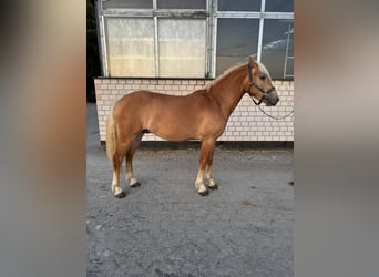 Haflinger, Hongre, 2 Ans, 150 cm, Alezan