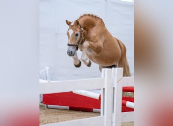 Haflinger, Hongre, 2 Ans, 150 cm