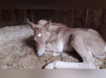 Haflinger, Hongre, 2 Ans, 152 cm, Alezan