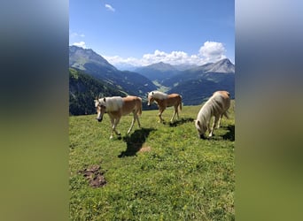 Haflinger, Hongre, 2 Ans, 152 cm, Alezan