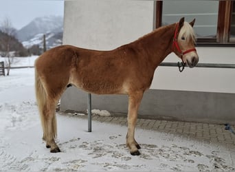 Haflinger, Hongre, 2 Ans, 152 cm, Alezan