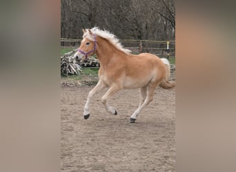 Haflinger, Hongre, 2 Ans, 152 cm, Alezan