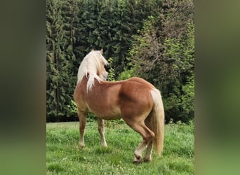 Haflinger, Hongre, 2 Ans, 153 cm, Alezan