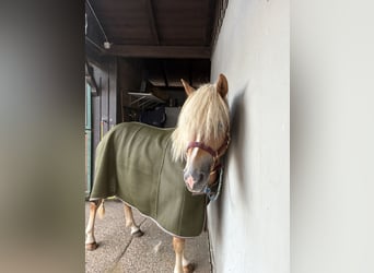 Haflinger, Hongre, 3 Ans, 146 cm, Alezan
