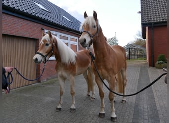 Haflinger, Hongre, 3 Ans, 146 cm