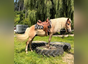 Haflinger, Hongre, 3 Ans, 148 cm, Alezan