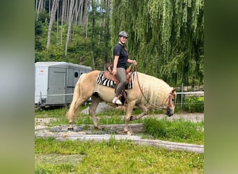 Haflinger, Hongre, 3 Ans, 148 cm, Alezan