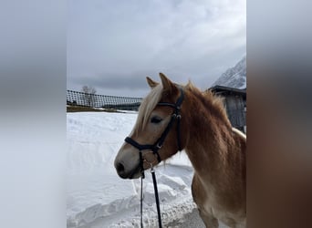 Haflinger, Hongre, 3 Ans, 150 cm, Alezan