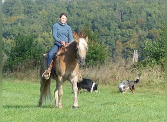 Haflinger, Hongre, 3 Ans, 152 cm, Alezan