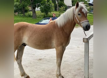 Haflinger, Hongre, 3 Ans, 152 cm, Bai clair