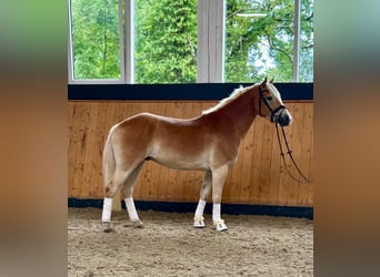 Haflinger, Hongre, 3 Ans, 152 cm