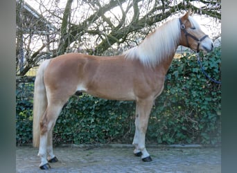 Haflinger, Hongre, 3 Ans, 152 cm