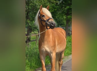 Haflinger, Hongre, 3 Ans, 152 cm, Palomino